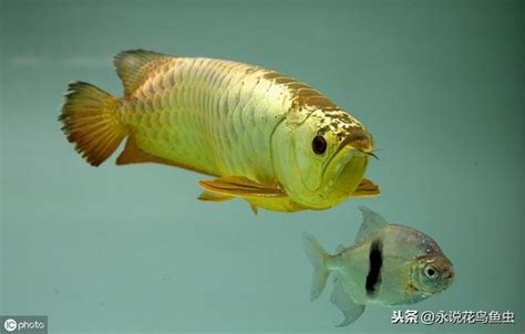 龍魚水溫|龍魚水溫30度可以嗎，飼養時要注意什麼